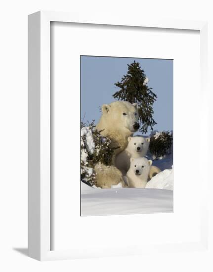 Polar Bear (Ursus Maritimus) and Cubs, Wapusk National Park, Churchill, Hudson Bay, Canada-David Jenkins-Framed Photographic Print