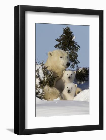 Polar Bear (Ursus Maritimus) and Cubs, Wapusk National Park, Churchill, Hudson Bay, Canada-David Jenkins-Framed Photographic Print