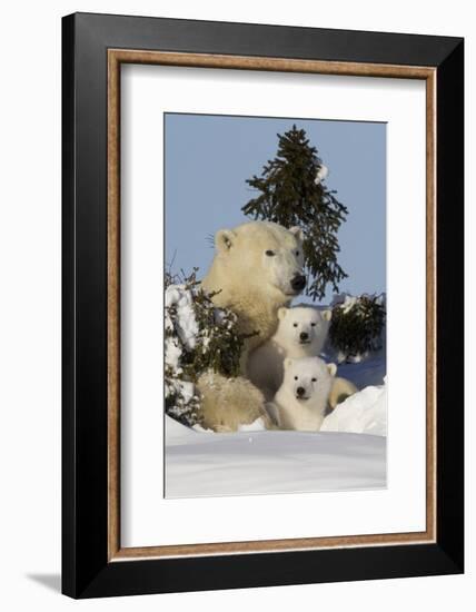 Polar Bear (Ursus Maritimus) and Cubs, Wapusk National Park, Churchill, Hudson Bay, Canada-David Jenkins-Framed Photographic Print