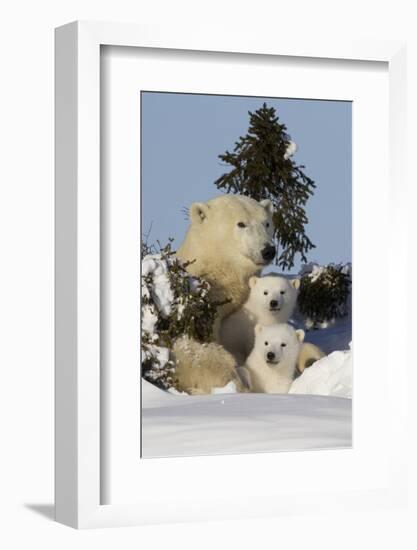 Polar Bear (Ursus Maritimus) and Cubs, Wapusk National Park, Churchill, Hudson Bay, Canada-David Jenkins-Framed Photographic Print