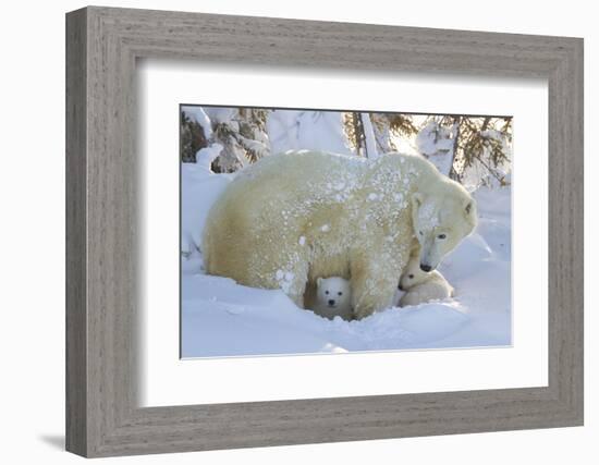 Polar Bear (Ursus Maritimus) and Cubs, Wapusk National Park, Churchill, Hudson Bay, Canada-David Jenkins-Framed Photographic Print