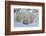 Polar Bear (Ursus Maritimus) and Cubs, Wapusk National Park, Churchill, Hudson Bay, Canada-David Jenkins-Framed Photographic Print