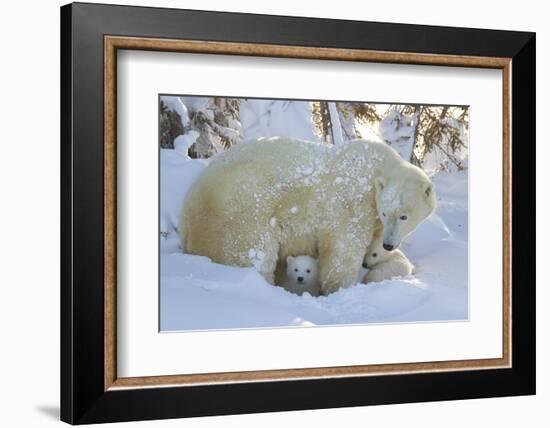 Polar Bear (Ursus Maritimus) and Cubs, Wapusk National Park, Churchill, Hudson Bay, Canada-David Jenkins-Framed Photographic Print