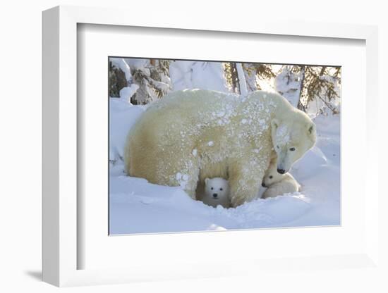 Polar Bear (Ursus Maritimus) and Cubs, Wapusk National Park, Churchill, Hudson Bay, Canada-David Jenkins-Framed Photographic Print