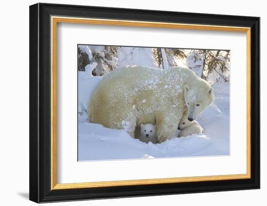 Polar Bear (Ursus Maritimus) and Cubs, Wapusk National Park, Churchill, Hudson Bay, Canada-David Jenkins-Framed Photographic Print