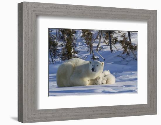 Polar Bear (Ursus Maritimus) and Cubs, Wapusk National Park, Churchill, Hudson Bay, Canada-David Jenkins-Framed Photographic Print