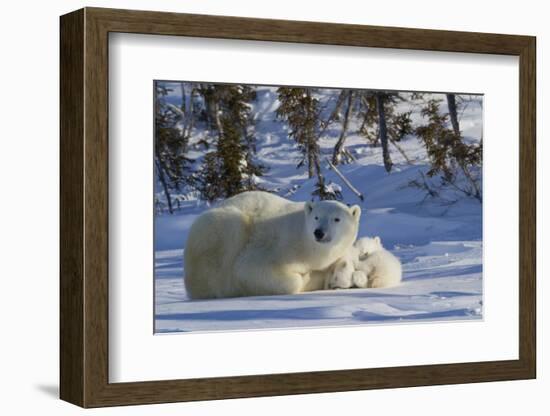 Polar Bear (Ursus Maritimus) and Cubs, Wapusk National Park, Churchill, Hudson Bay, Canada-David Jenkins-Framed Photographic Print