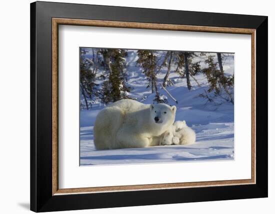 Polar Bear (Ursus Maritimus) and Cubs, Wapusk National Park, Churchill, Hudson Bay, Canada-David Jenkins-Framed Photographic Print