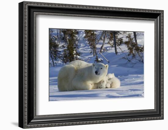 Polar Bear (Ursus Maritimus) and Cubs, Wapusk National Park, Churchill, Hudson Bay, Canada-David Jenkins-Framed Photographic Print