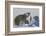 Polar Bear (Ursus Maritimus) and Cubs, Wapusk National Park, Churchill, Hudson Bay, Canada-David Jenkins-Framed Photographic Print