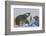 Polar Bear (Ursus Maritimus) and Cubs, Wapusk National Park, Churchill, Hudson Bay, Canada-David Jenkins-Framed Photographic Print