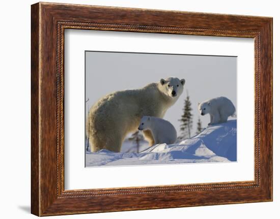 Polar Bear (Ursus Maritimus) and Cubs, Wapusk National Park, Churchill, Hudson Bay, Canada-David Jenkins-Framed Photographic Print