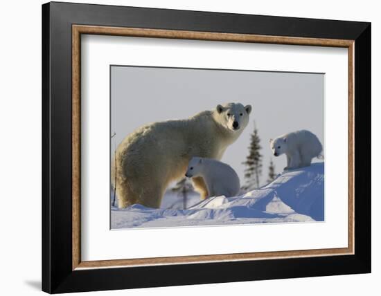 Polar Bear (Ursus Maritimus) and Cubs, Wapusk National Park, Churchill, Hudson Bay, Canada-David Jenkins-Framed Photographic Print