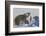 Polar Bear (Ursus Maritimus) and Cubs, Wapusk National Park, Churchill, Hudson Bay, Canada-David Jenkins-Framed Photographic Print