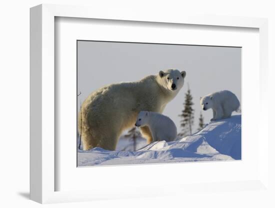 Polar Bear (Ursus Maritimus) and Cubs, Wapusk National Park, Churchill, Hudson Bay, Canada-David Jenkins-Framed Photographic Print