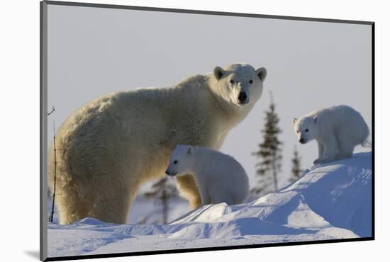 Polar Bear (Ursus Maritimus) and Cubs, Wapusk National Park, Churchill, Hudson Bay, Canada-David Jenkins-Mounted Photographic Print