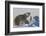 Polar Bear (Ursus Maritimus) and Cubs, Wapusk National Park, Churchill, Hudson Bay, Canada-David Jenkins-Framed Photographic Print