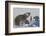 Polar Bear (Ursus Maritimus) and Cubs, Wapusk National Park, Churchill, Hudson Bay, Canada-David Jenkins-Framed Photographic Print