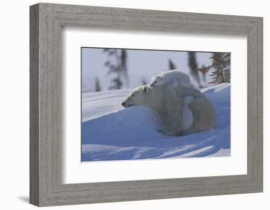 Polar Bear (Ursus Maritimus) and Cubs, Wapusk National Park, Churchill, Hudson Bay, Canada-David Jenkins-Framed Photographic Print