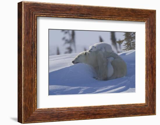 Polar Bear (Ursus Maritimus) and Cubs, Wapusk National Park, Churchill, Hudson Bay, Canada-David Jenkins-Framed Photographic Print