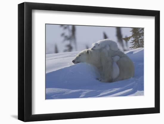 Polar Bear (Ursus Maritimus) and Cubs, Wapusk National Park, Churchill, Hudson Bay, Canada-David Jenkins-Framed Photographic Print