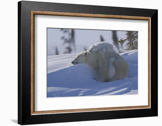 Polar Bear (Ursus Maritimus) and Cubs, Wapusk National Park, Churchill, Hudson Bay, Canada-David Jenkins-Framed Photographic Print