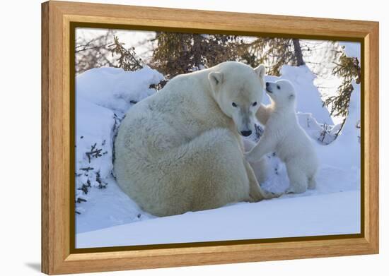 Polar Bear (Ursus Maritimus) and Cubs-David Jenkins-Framed Premier Image Canvas