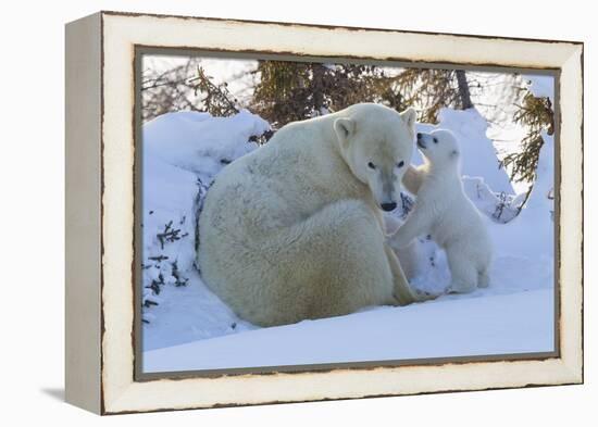 Polar Bear (Ursus Maritimus) and Cubs-David Jenkins-Framed Premier Image Canvas