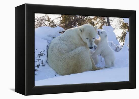 Polar Bear (Ursus Maritimus) and Cubs-David Jenkins-Framed Premier Image Canvas