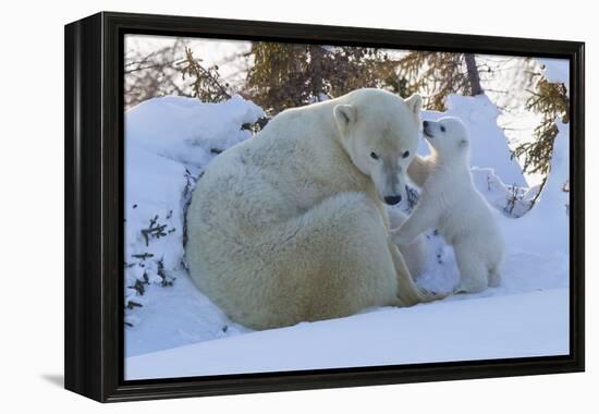 Polar Bear (Ursus Maritimus) and Cubs-David Jenkins-Framed Premier Image Canvas