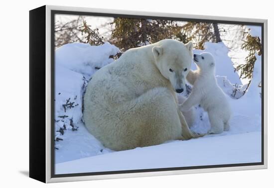 Polar Bear (Ursus Maritimus) and Cubs-David Jenkins-Framed Premier Image Canvas