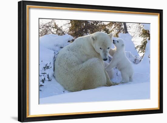 Polar Bear (Ursus Maritimus) and Cubs-David Jenkins-Framed Photographic Print