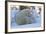 Polar Bear (Ursus Maritimus) and Cubs-David Jenkins-Framed Photographic Print