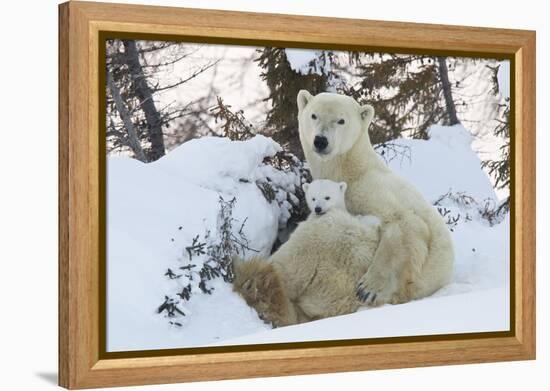 Polar Bear (Ursus Maritimus) and Cubs-David Jenkins-Framed Premier Image Canvas