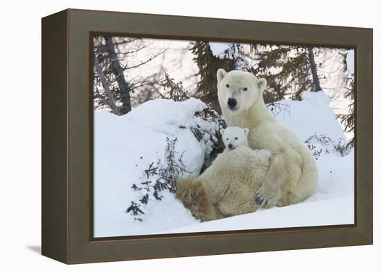 Polar Bear (Ursus Maritimus) and Cubs-David Jenkins-Framed Premier Image Canvas