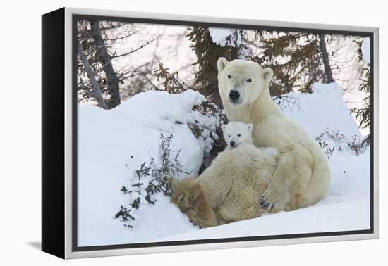 Polar Bear (Ursus Maritimus) and Cubs-David Jenkins-Framed Premier Image Canvas