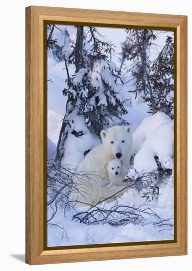 Polar Bear (Ursus Maritimus) and Cubs-David Jenkins-Framed Premier Image Canvas