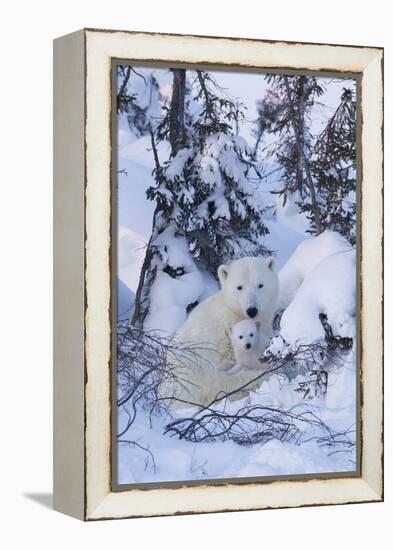 Polar Bear (Ursus Maritimus) and Cubs-David Jenkins-Framed Premier Image Canvas