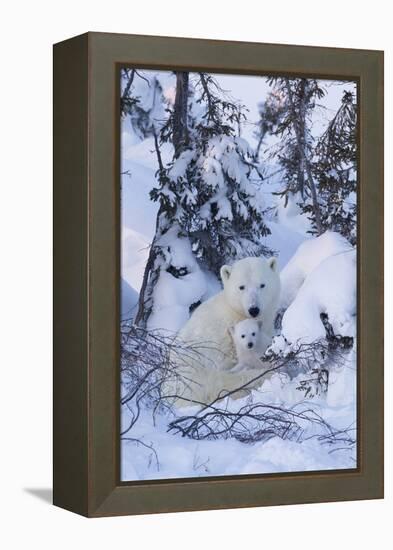 Polar Bear (Ursus Maritimus) and Cubs-David Jenkins-Framed Premier Image Canvas