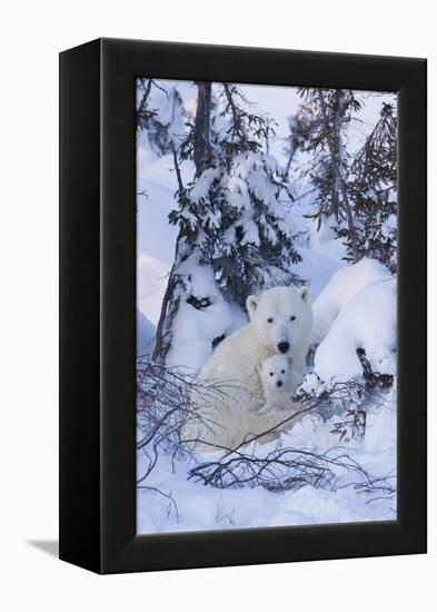 Polar Bear (Ursus Maritimus) and Cubs-David Jenkins-Framed Premier Image Canvas