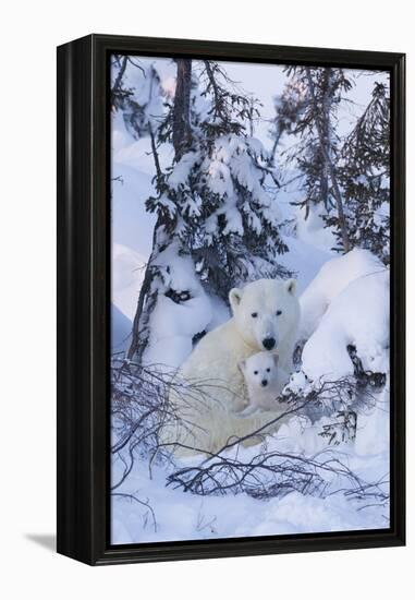 Polar Bear (Ursus Maritimus) and Cubs-David Jenkins-Framed Premier Image Canvas