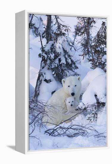 Polar Bear (Ursus Maritimus) and Cubs-David Jenkins-Framed Premier Image Canvas