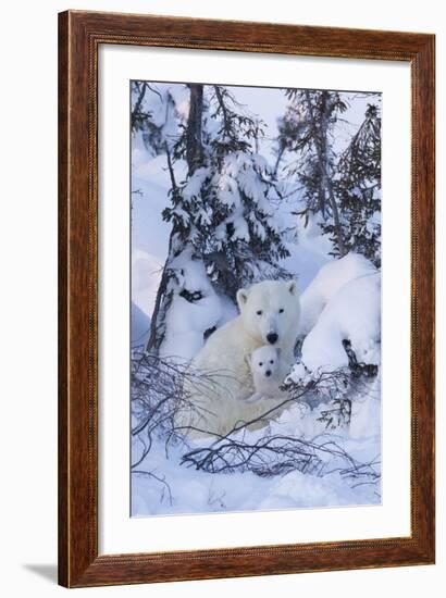 Polar Bear (Ursus Maritimus) and Cubs-David Jenkins-Framed Photographic Print