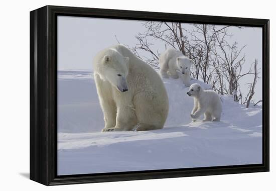 Polar Bear (Ursus Maritimus) and Cubs-David Jenkins-Framed Premier Image Canvas