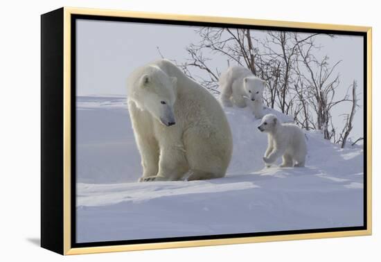 Polar Bear (Ursus Maritimus) and Cubs-David Jenkins-Framed Premier Image Canvas