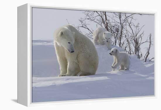 Polar Bear (Ursus Maritimus) and Cubs-David Jenkins-Framed Premier Image Canvas