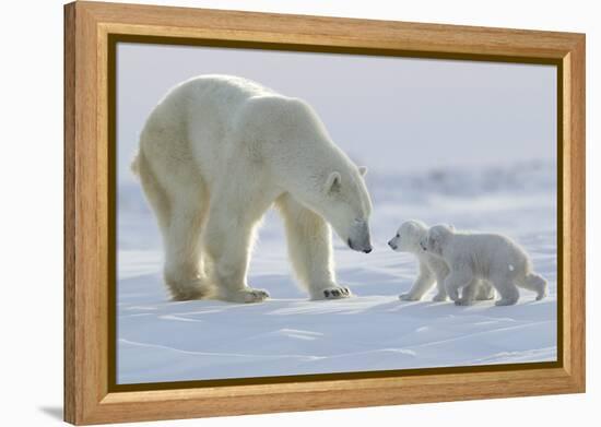 Polar Bear (Ursus Maritimus) and Cubs-David Jenkins-Framed Premier Image Canvas