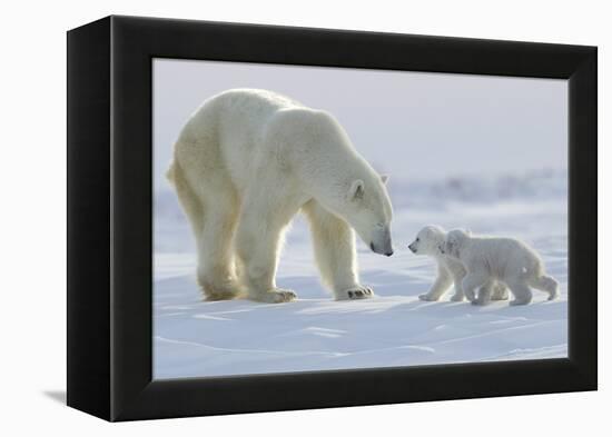 Polar Bear (Ursus Maritimus) and Cubs-David Jenkins-Framed Premier Image Canvas