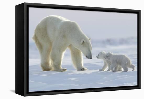 Polar Bear (Ursus Maritimus) and Cubs-David Jenkins-Framed Premier Image Canvas