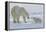 Polar Bear (Ursus Maritimus) and Cubs-David Jenkins-Framed Premier Image Canvas